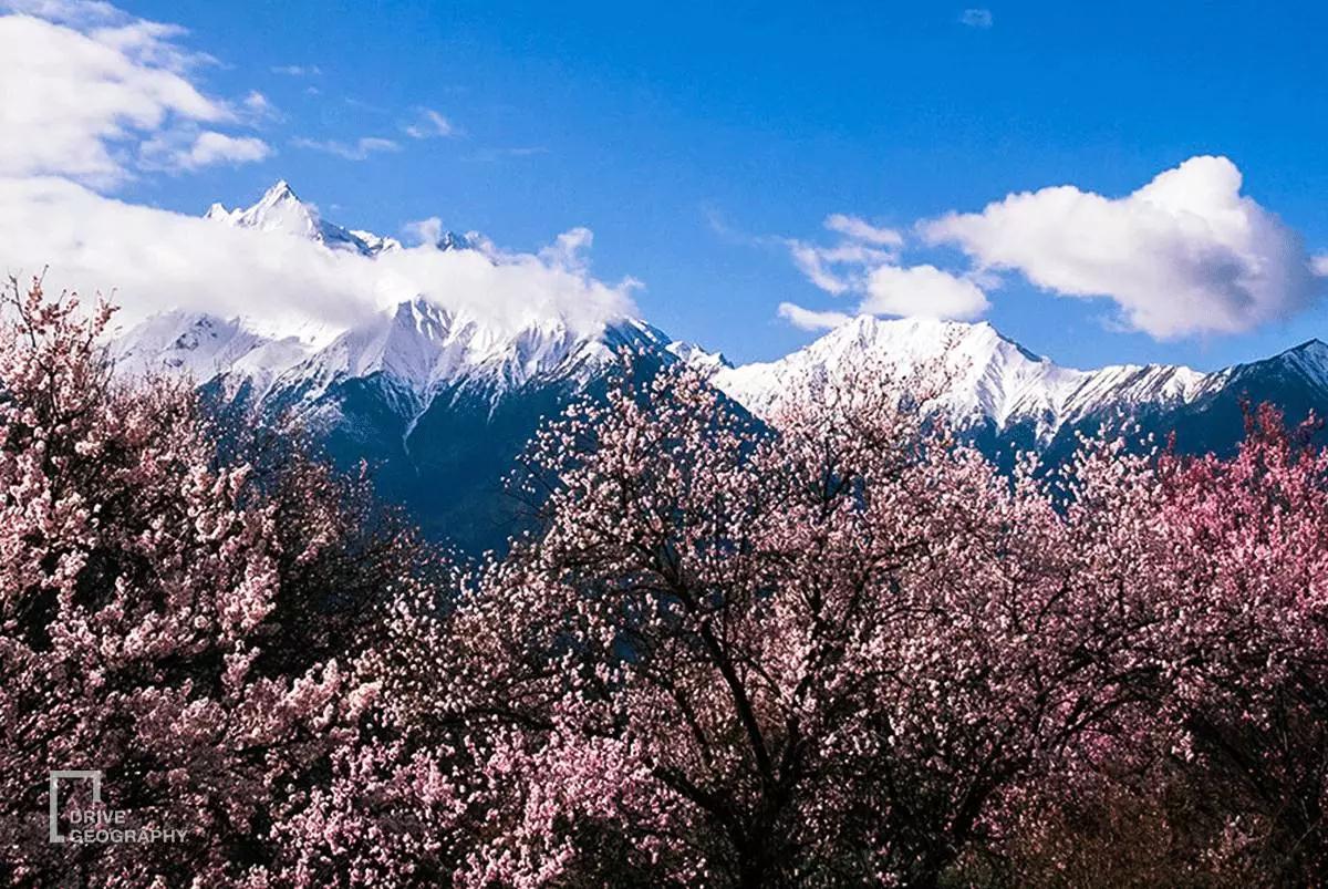 连联合国都赞不绝口的百里桃花,你真的不带她看一下吗?