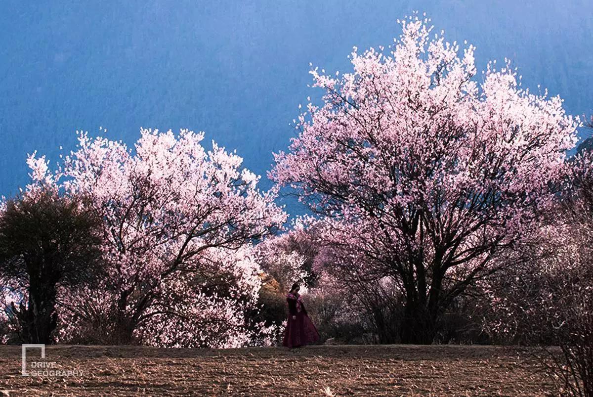 连联合国都赞不绝口的百里桃花,你真的不带她看一下吗?