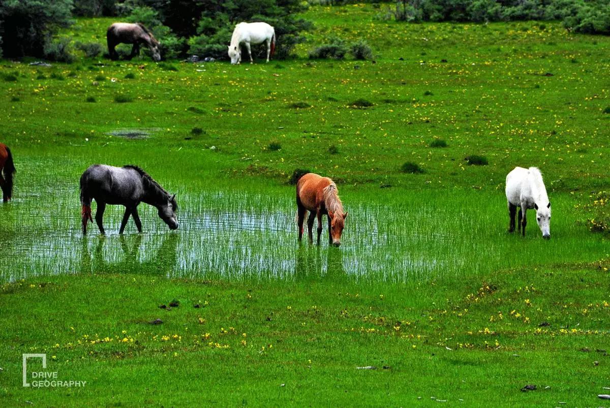 连联合国都赞不绝口的百里桃花,你真的不带她看一下吗?