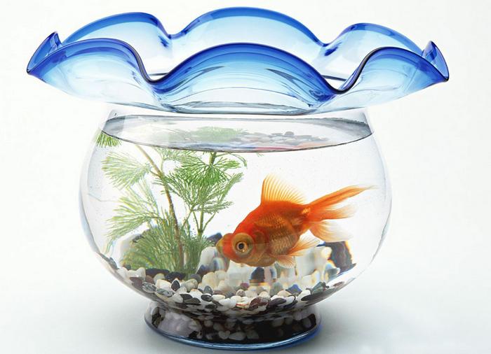 客厅鱼缸的摆放有什么禁忌,书房鱼缸摆放风水禁忌