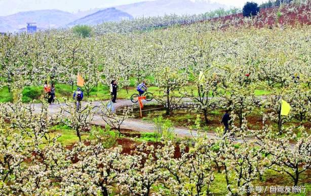 湖南赏花自驾游攻略,湖南旅游赏花攻略