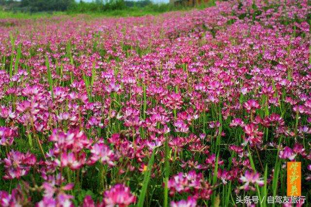 湖南赏花自驾游攻略,湖南旅游赏花攻略