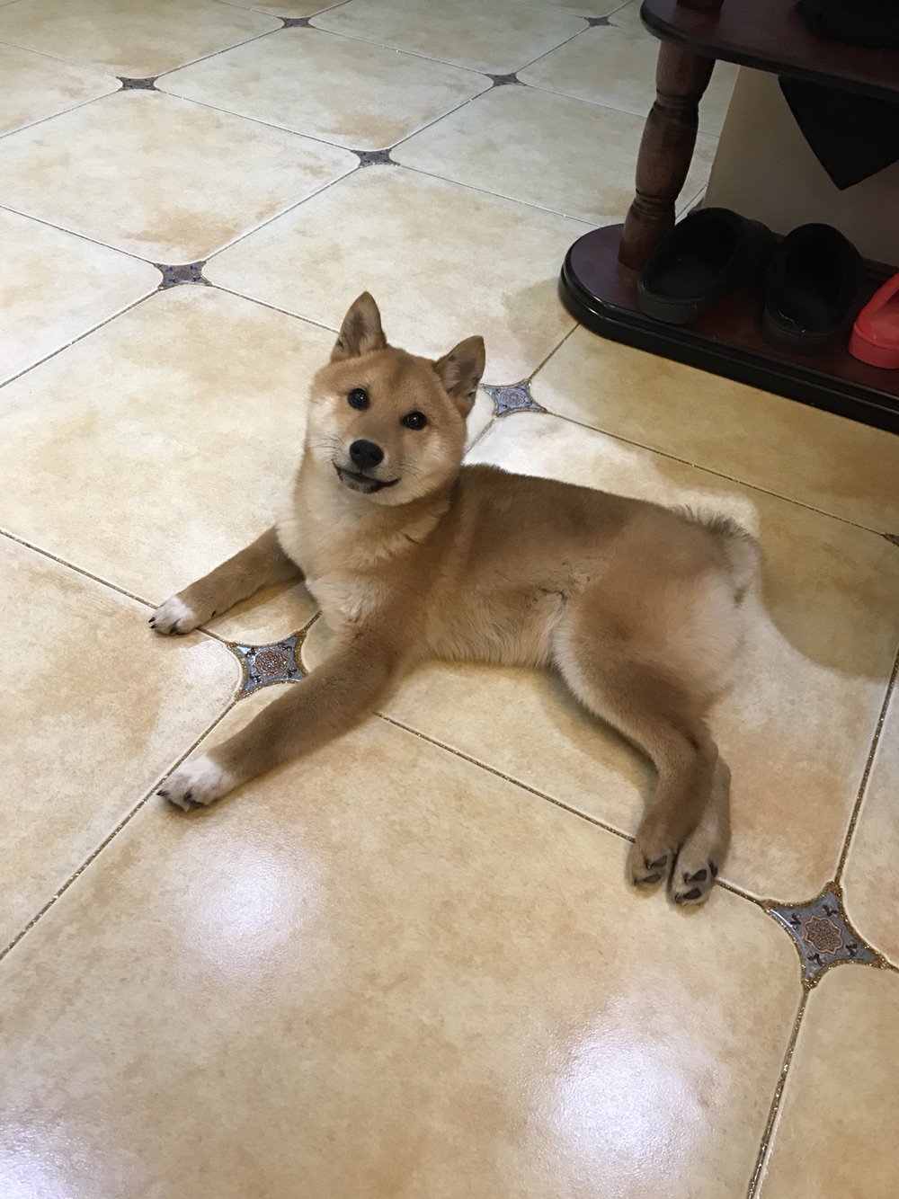 成精的那位，我家的招待可以吧