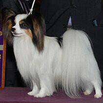 狗狗品种收集大全,收藏狗狗