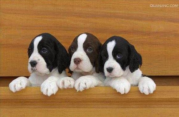 狗狗品种收集大全,收藏狗狗