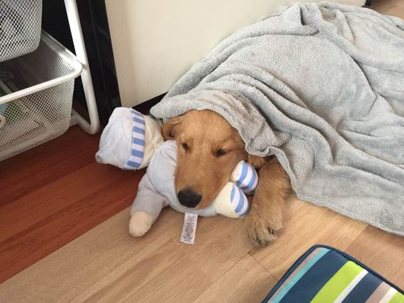 五个月金毛领养,因为无人照料送走了7个月的金毛