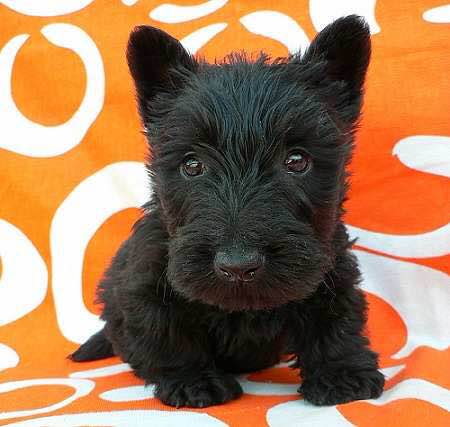 狗狗品种收集大全,收藏狗狗