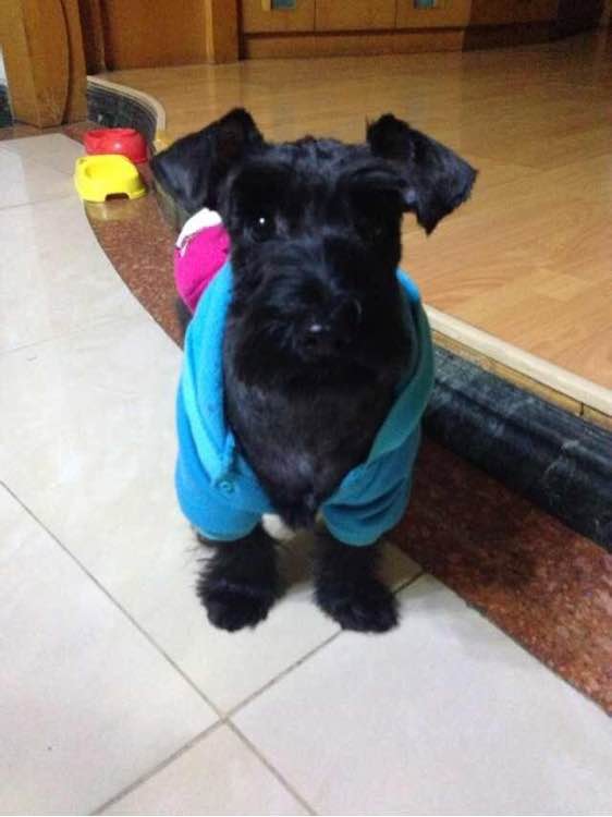 狗狗品种收集大全,收藏狗狗