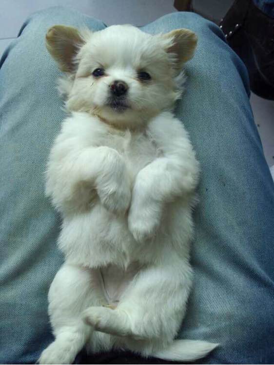 狗狗品种收集大全,收藏狗狗