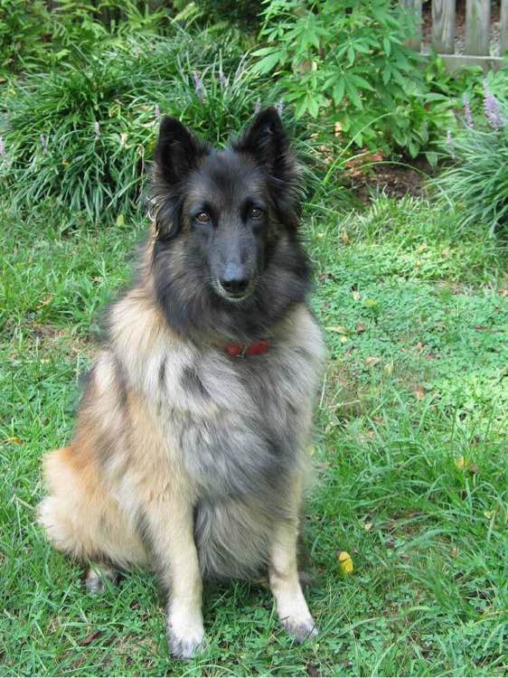 狗狗品种收集大全,收藏狗狗