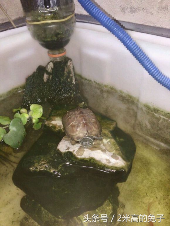 乌龟白眼可以自己治愈吗,乌龟白眼治疗时候可以喂食吗