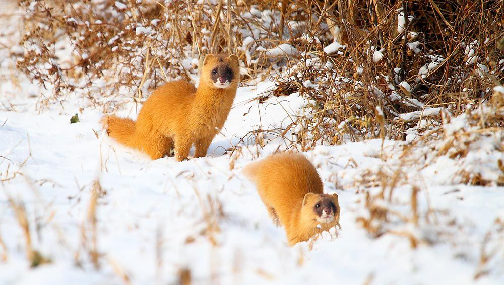 黄鼠狼敲钟扰民,让老太太起死回生吓人,看半仙儿如何用银针降服
