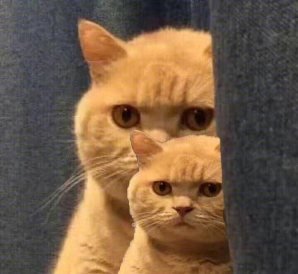 服了!路虎司机嫌春节吃太多为减肥辟谷5天,饿晕后撞车!