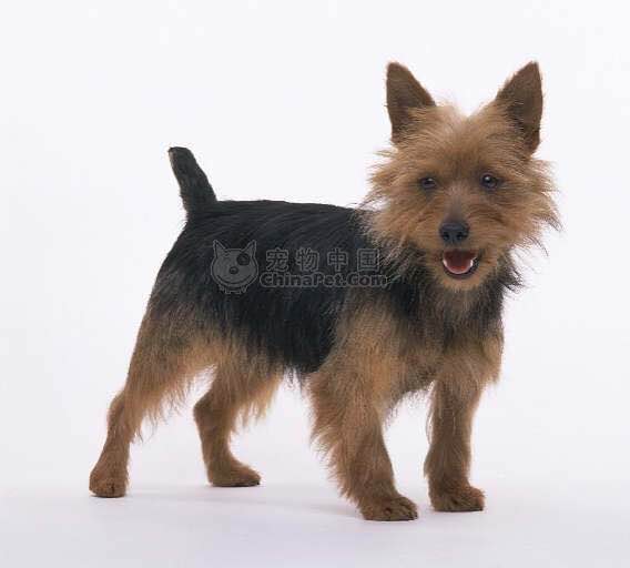 收藏狗狗的图片,收藏宠物集