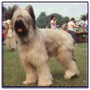 收藏狗狗的图片,收藏宠物集