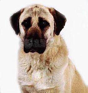 收藏狗狗的图片,收藏宠物集