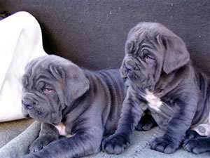 收藏狗狗的图片,收藏宠物集