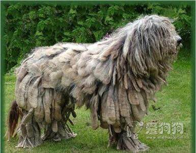 收藏狗狗的图片,收藏宠物集