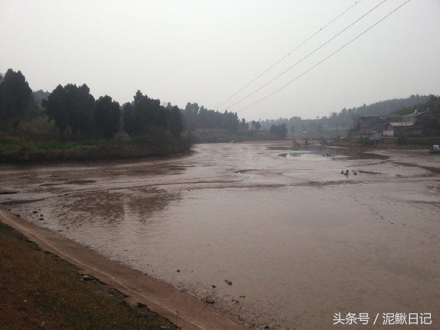 泥鳅养殖有哪些政策,泥鳅养殖的前景如何发展