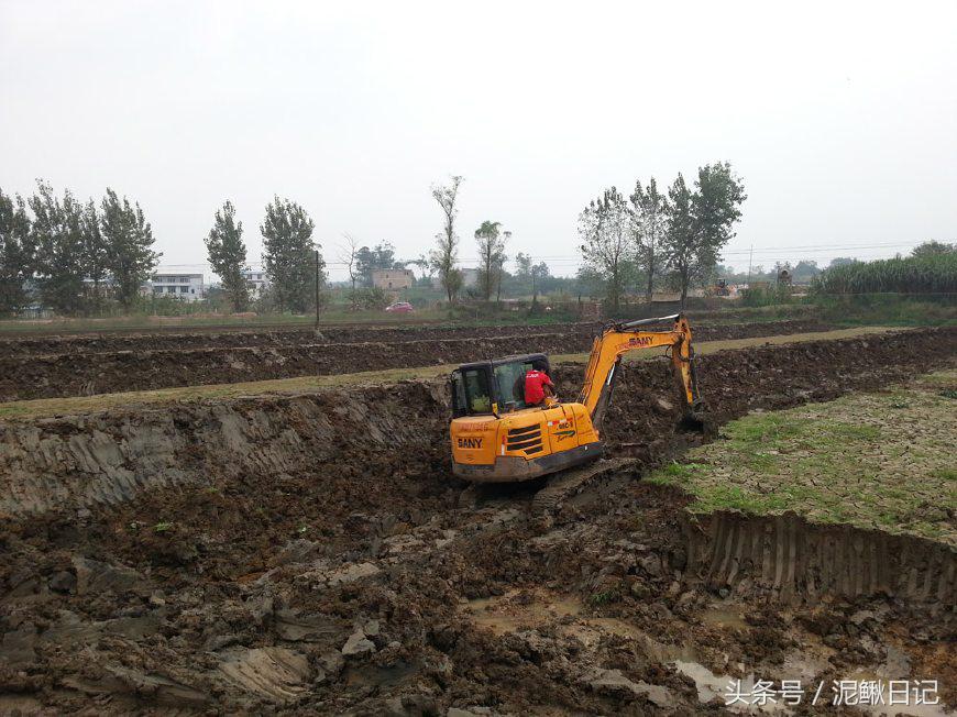 泥鳅养殖有哪些政策,泥鳅养殖的前景如何发展