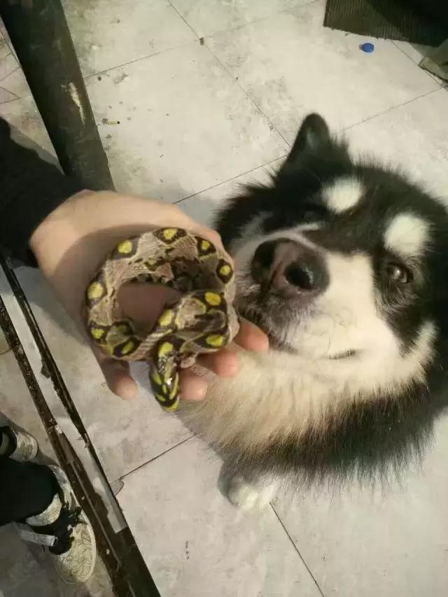 长沙宠物蜥蜴品种有哪些,别人家养的宠物蜥蜴食肉动物