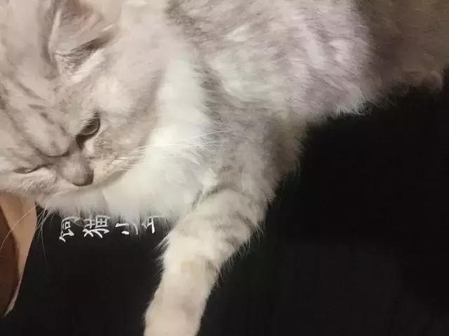 长沙宠物蜥蜴品种有哪些,别人家养的宠物蜥蜴食肉动物