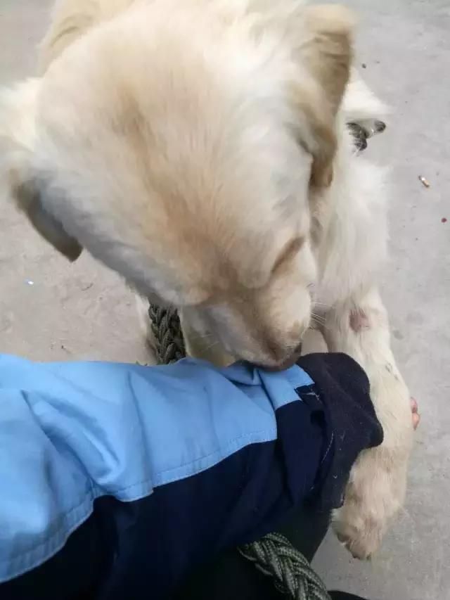 长沙宠物蜥蜴品种有哪些,别人家养的宠物蜥蜴食肉动物