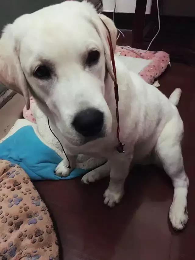 长沙宠物蜥蜴品种有哪些,别人家养的宠物蜥蜴食肉动物