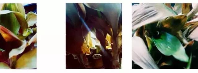 长沙宠物蜥蜴品种有哪些,别人家养的宠物蜥蜴食肉动物