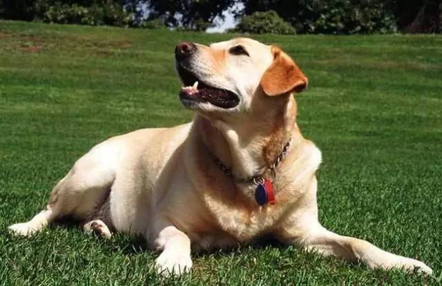 拉布拉多犬常见疾病,饲养拉布拉多6大禁忌