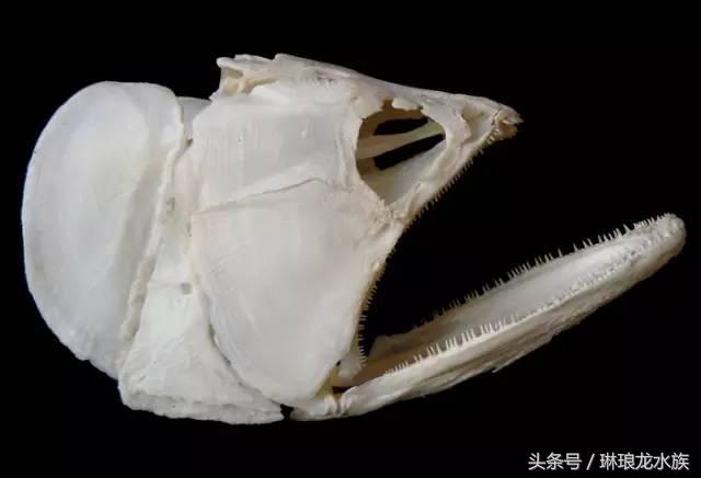 龙鱼嘴张不大什么原因,龙鱼嘴巴合不上怎么办