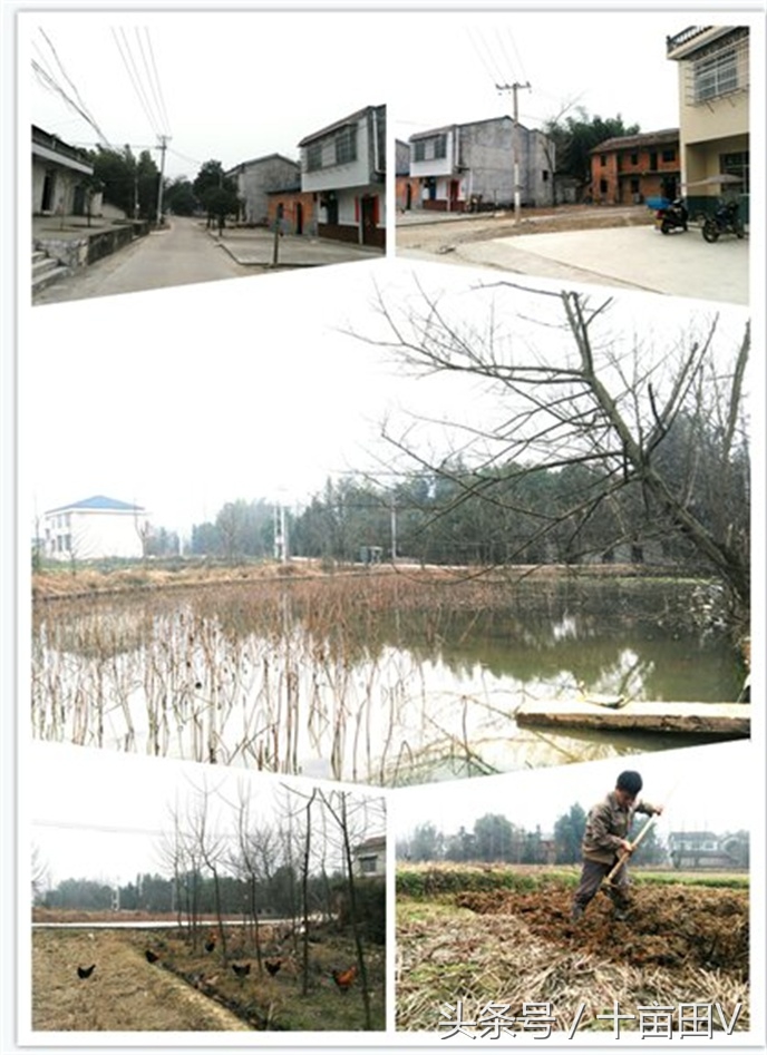 和荸荠口感相似的水生植物,荸荠农业种植