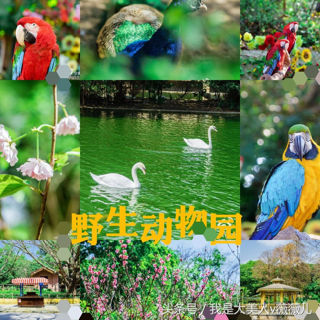 白浅姑姑全部视频,白浅姑姑霸气回归全集