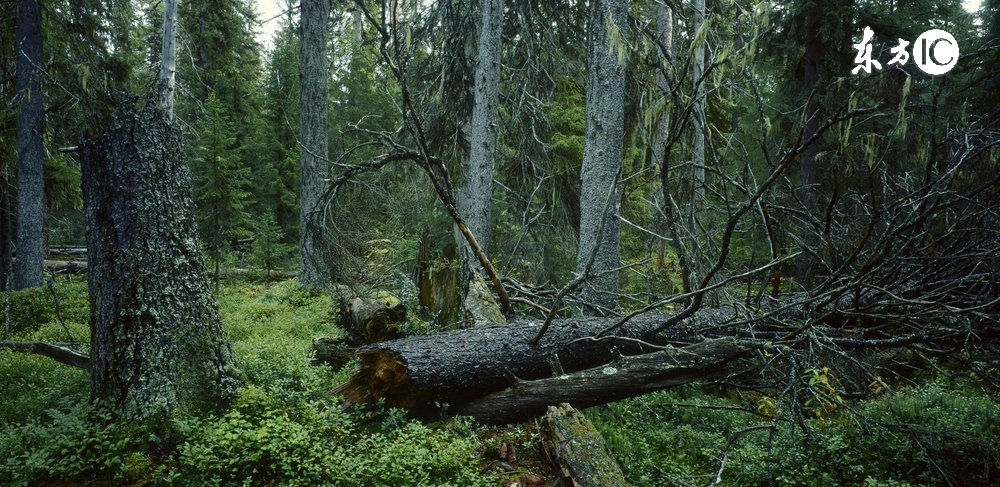 周易六爻之术有哪些,周易六爻原理
