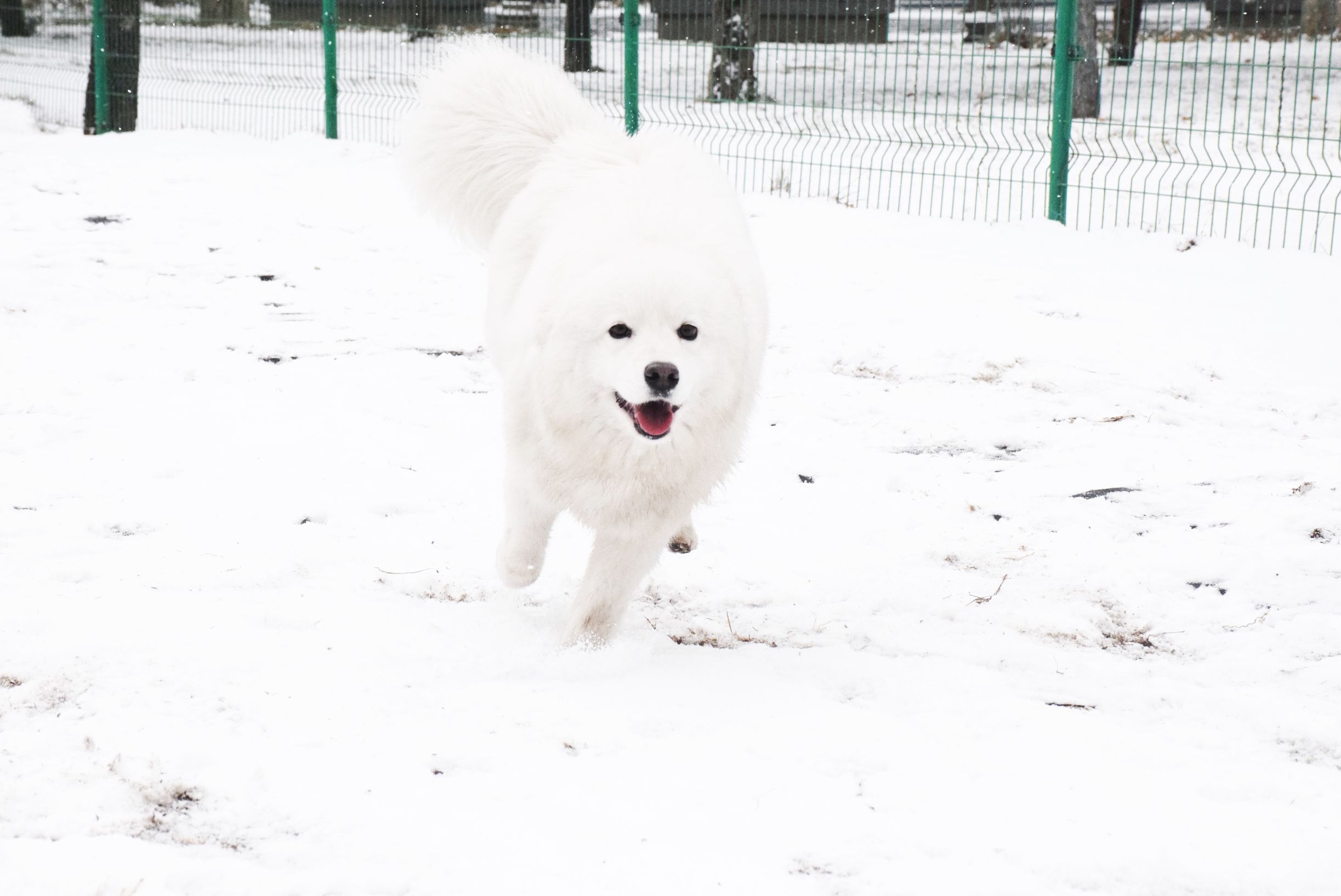 北京下大雪网友家里的雪橇二傻遇到雪做的第一件事是这样