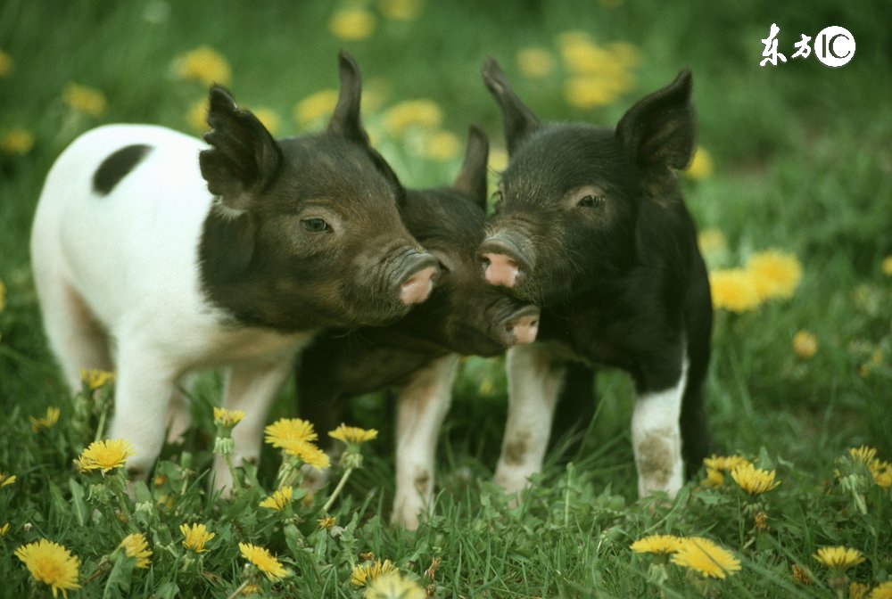 养猪人一定困扰母猪八大问题,新手养猪须知母猪出现什么反应