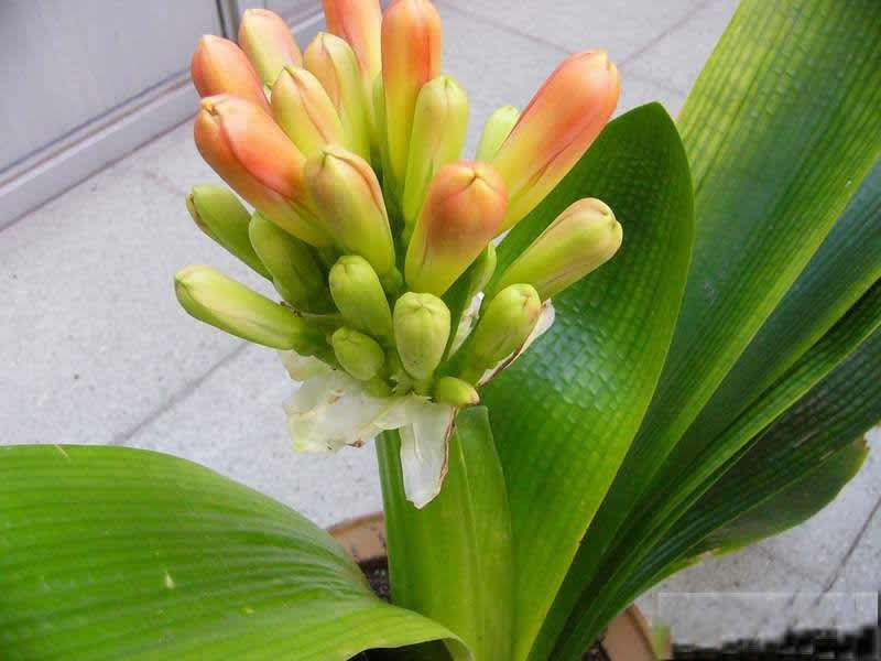 君子兰掉的小根能繁殖吗,君子兰繁殖不分盆好看吗