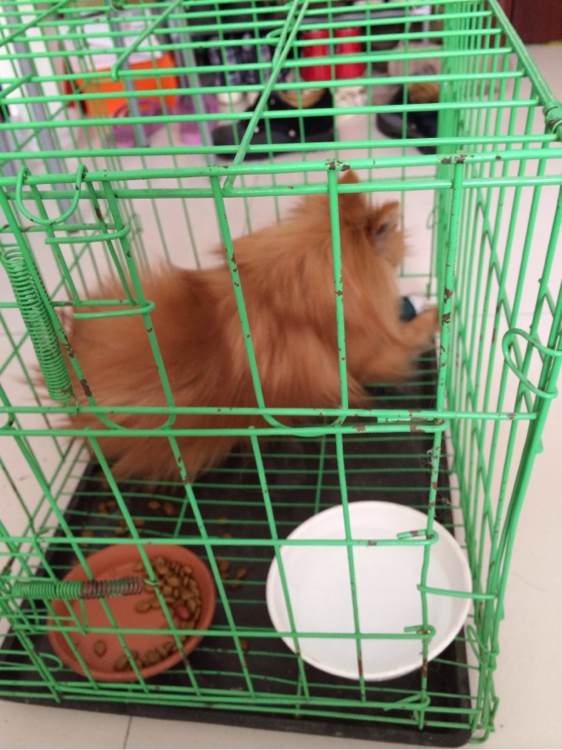 小博美半夜在阳台疯,一下没刹住车从三楼一跃而下摔成重伤,心疼