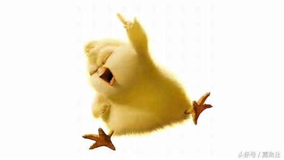 种鸡怎样授精,种鸡养殖学习