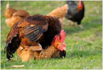 种鸡怎样授精,种鸡养殖学习