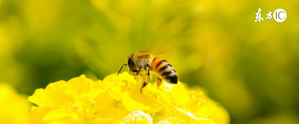 怎样才能买到优质的蜂王浆,如何挑选优质蜂王浆
