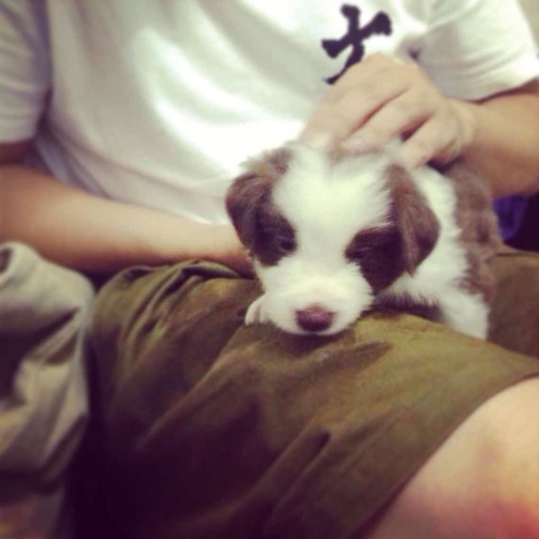 边牧这种狗到底有多聪明,边牧的智商真的有6-8岁那么高吗