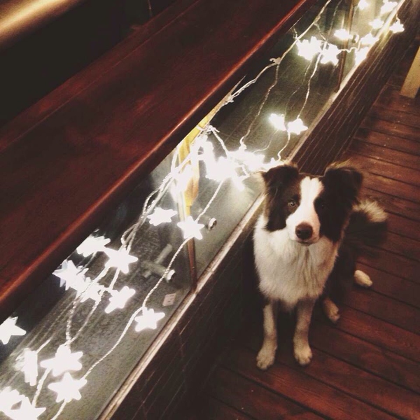 边牧这种狗到底有多聪明,边牧的智商真的有6-8岁那么高吗