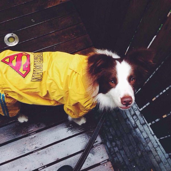 边牧这种狗到底有多聪明,边牧的智商真的有6-8岁那么高吗