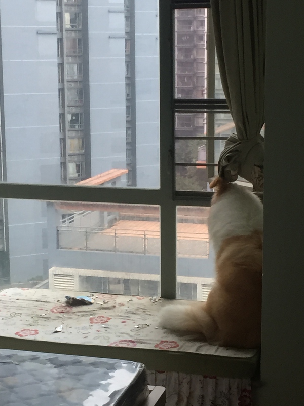 边牧这种狗到底有多聪明,边牧的智商真的有6-8岁那么高吗