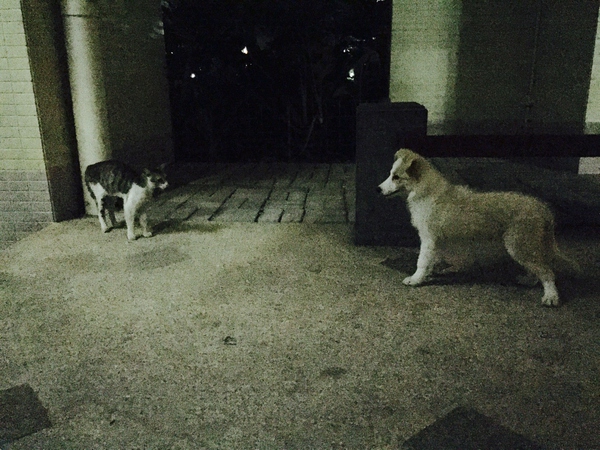 边牧这种狗到底有多聪明,边牧的智商真的有6-8岁那么高吗