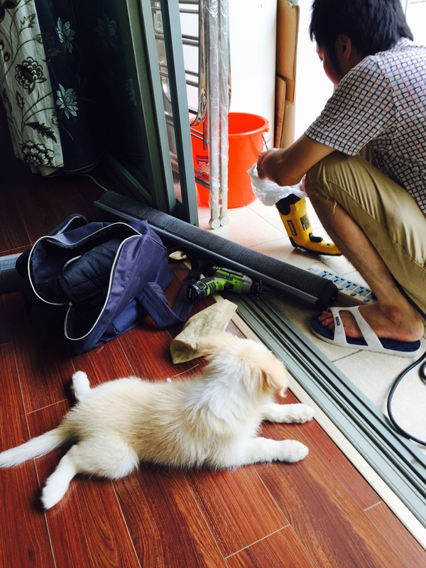 边牧这种狗到底有多聪明,边牧的智商真的有6-8岁那么高吗