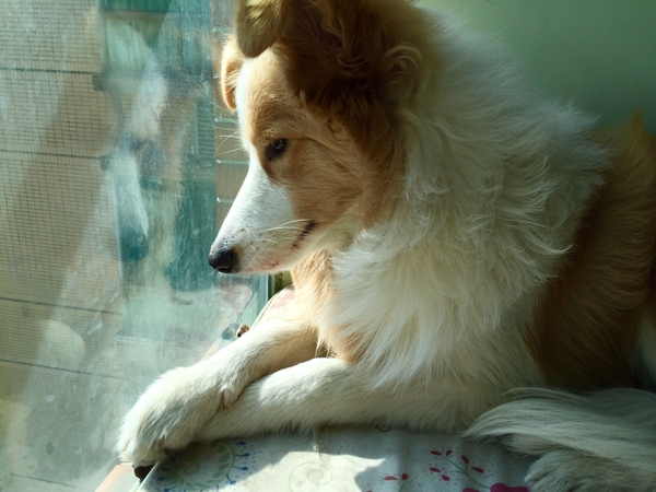 边牧这种狗到底有多聪明,边牧的智商真的有6-8岁那么高吗