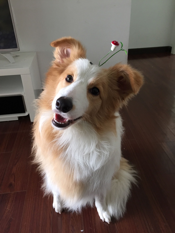 边牧这种狗到底有多聪明,边牧的智商真的有6-8岁那么高吗