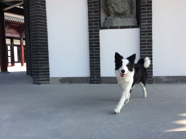 边牧这种狗到底有多聪明,边牧的智商真的有6-8岁那么高吗